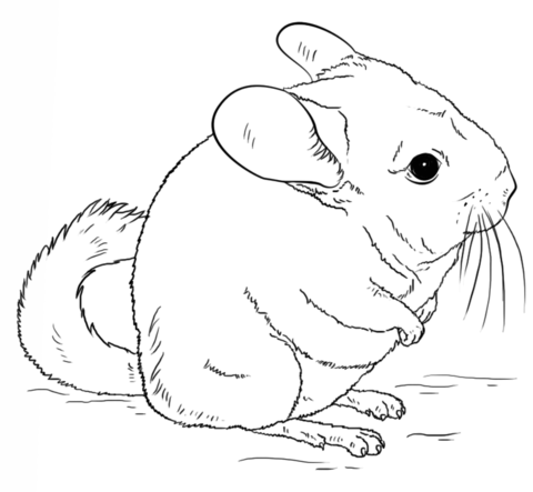 Cute Long Tailed Chinchilla Coloring Page